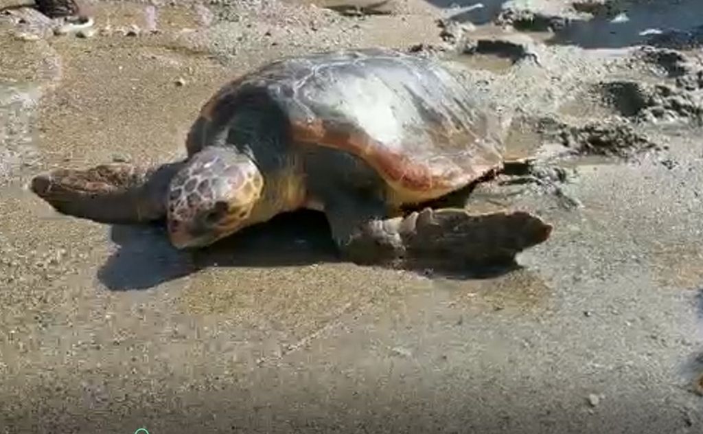 El CECAM recupera y suelta una nueva tortuga, la décima de la presente temporada estival