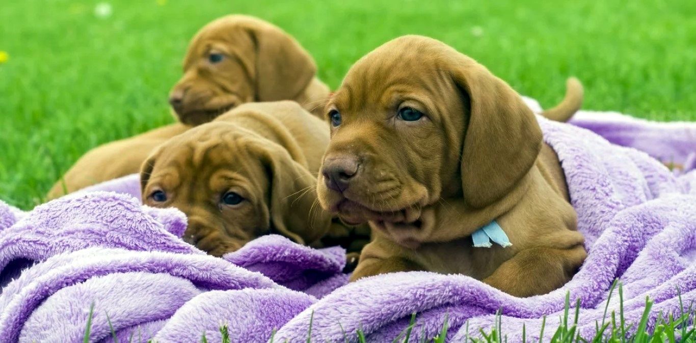 Sanidad promociona la adopción de mascotas del Centro Zoosanitario 