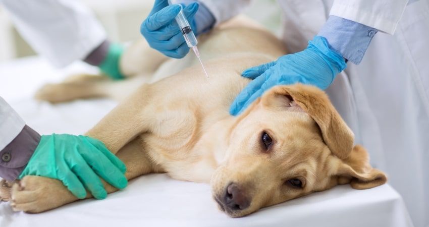 Denuncian la inexistencia de veterinarios de guardia desde el pasado viernes y hasta el miércoles