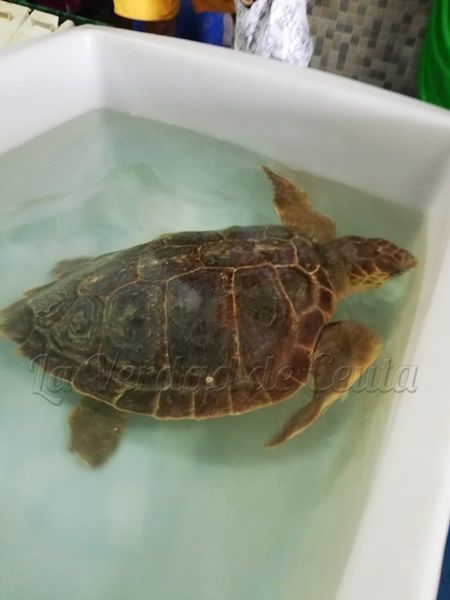 Liberadas por el CECAM dos nuevos ejemplares de “tortuga boba” tras su recuperación