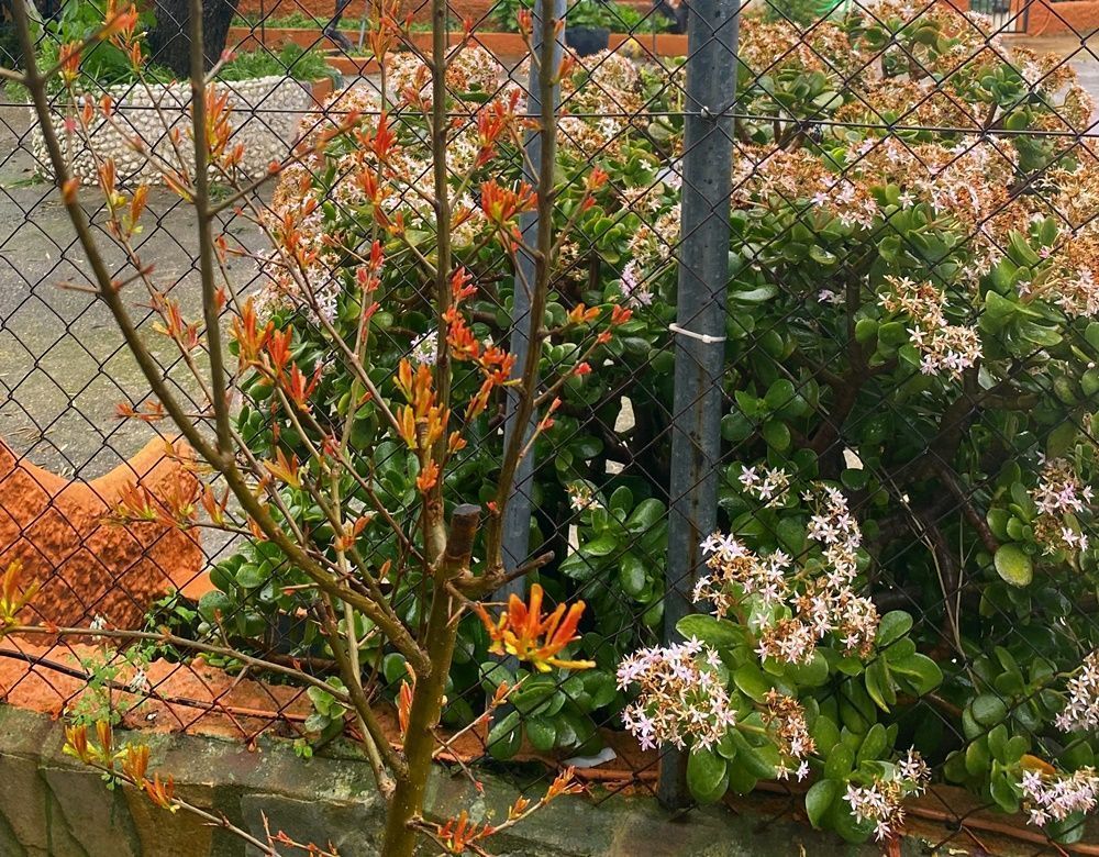 Comienzo de la primavera climatológica: ¿cómo serán los próximos meses?