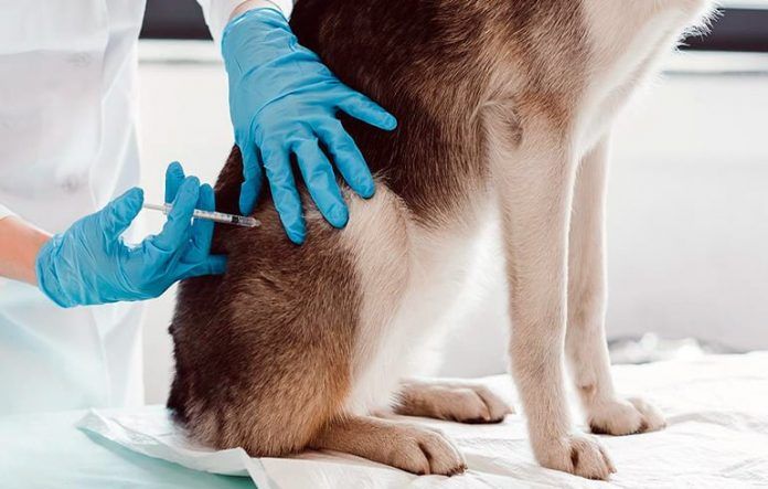 Los veterinarios preparan una protesta para el 11 de febrero con un cierre simbólico