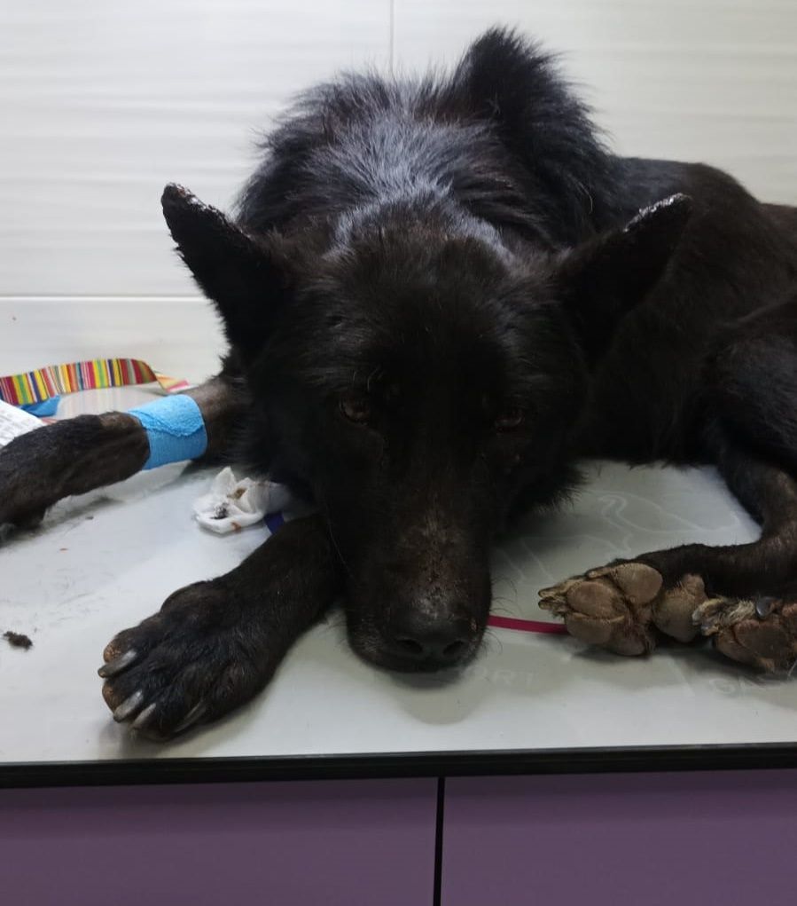 "Somos tu voz" lamenta el fallecimiento del perro rescatado el fin de semana