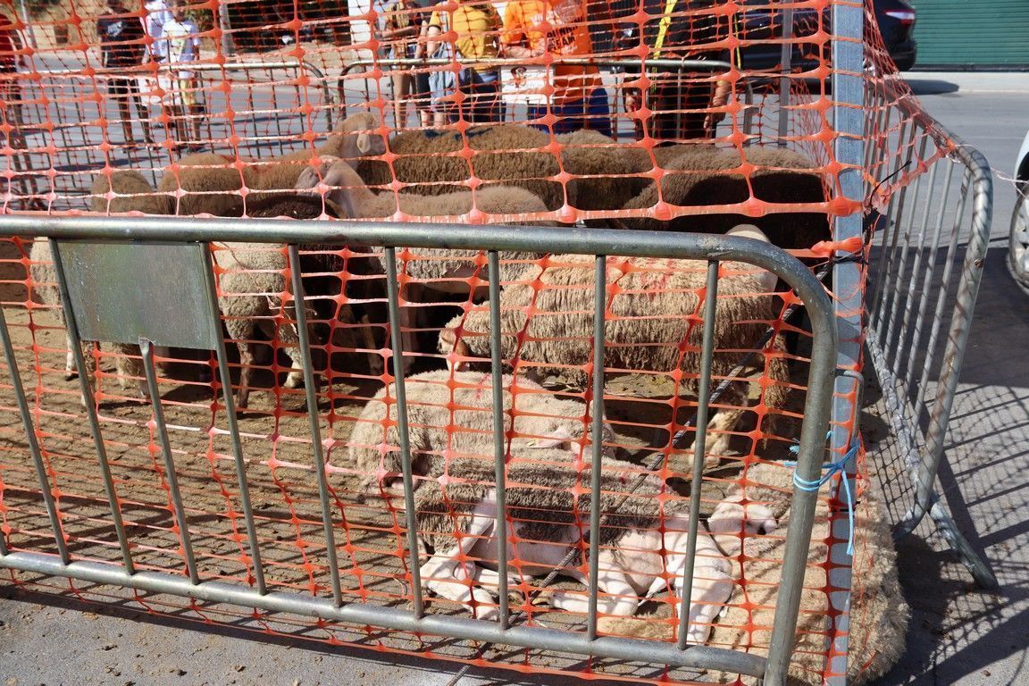 Empiezan a llegar los corderos para la "Fiesta del Sacrificio" de la próxima semana