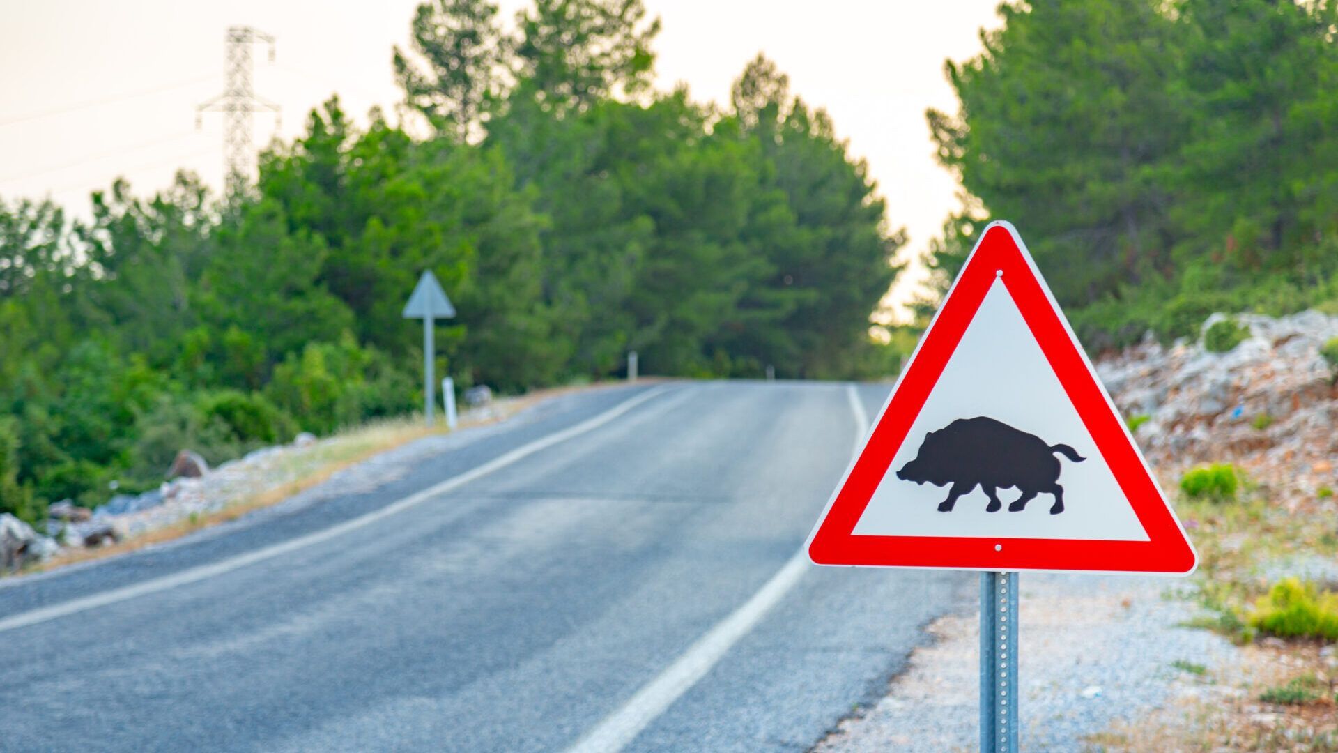 El número de accidentes contra animales se duplica en los últimos cinco años