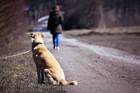 Soy tu voz agradece la colaboración ciudadana de la barriada del príncipe con el abandono de los animales 