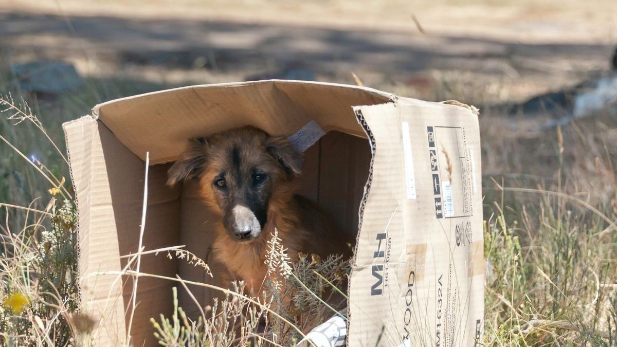 Gaitán defiende la actuación de la Ciudad en la protección y bienestar animal