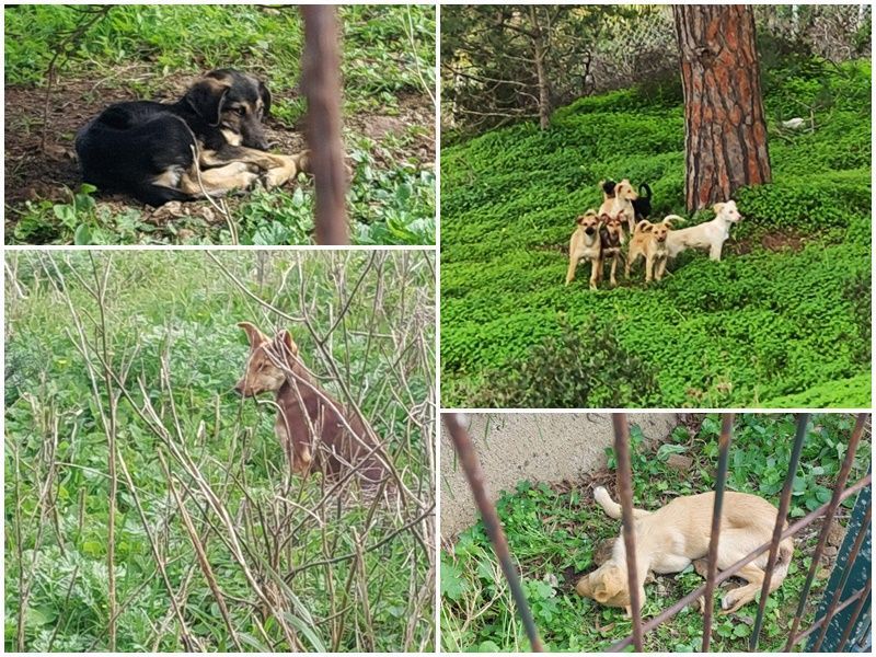 La plataforma animalista “Soy tu voz” denuncia la muerte de varios cachorros en el monte