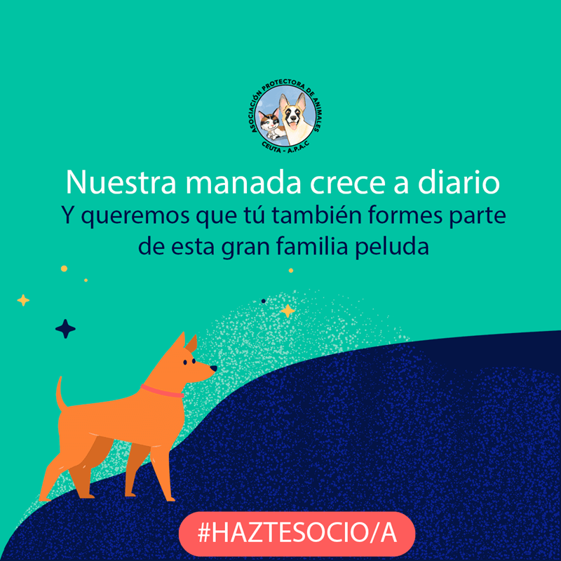La Protectora de Animales de Ceuta concluye su campaña de captación de socios
