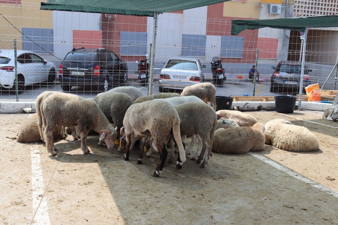 El Gobierno local destaca que la Fiesta del Sacrificio se celebró sin incidencias