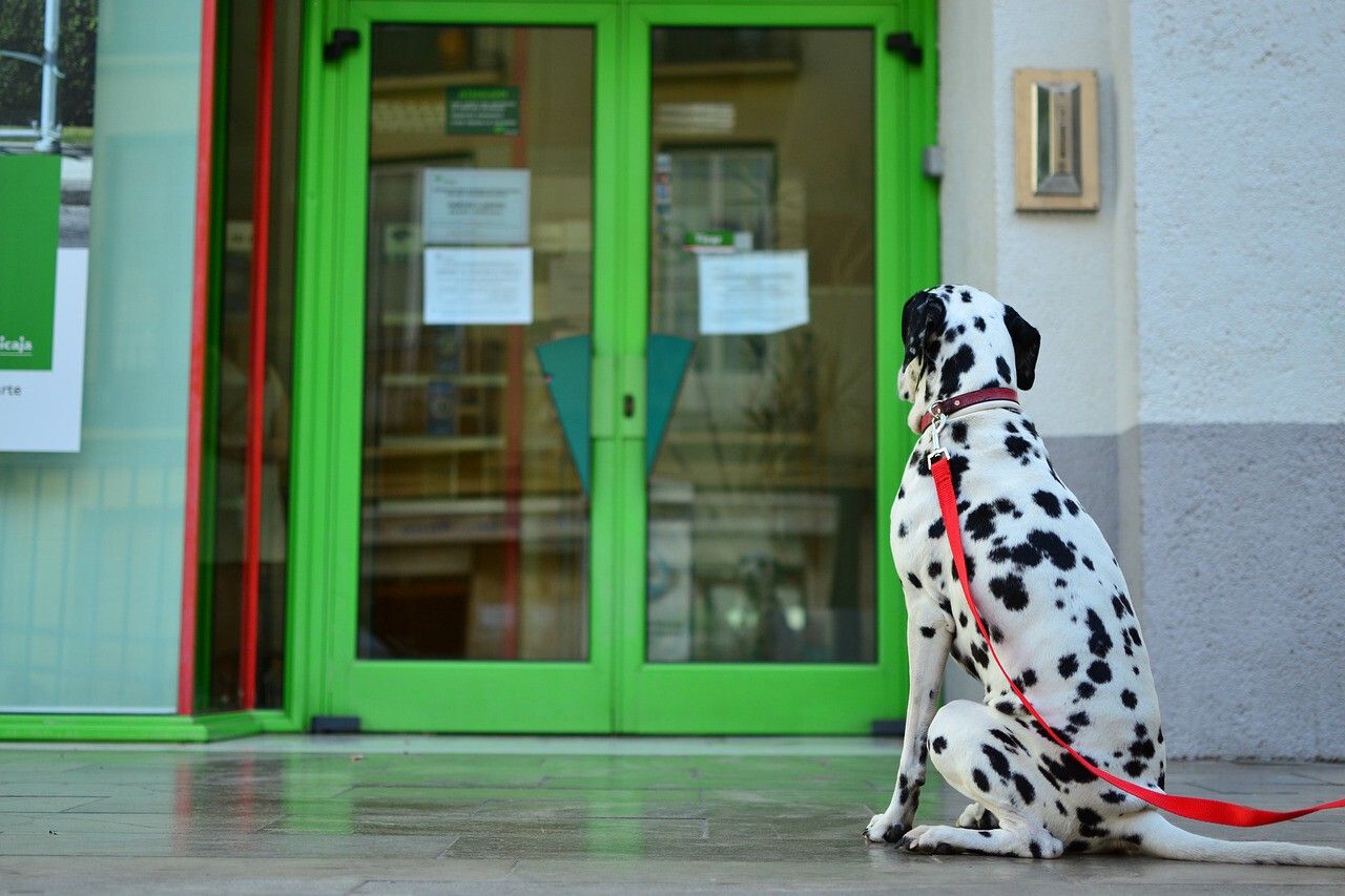 La Ley de Bienestar Animal prohibirá dejar a tu perro atado en la puerta del supermercado mientras haces la compra
