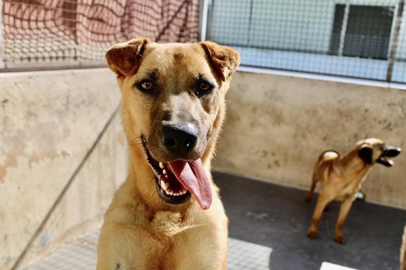 Perros sin ventilación y cheniles inundados: la reforma de la protectora de Ceuta, atrapada en papeleo
