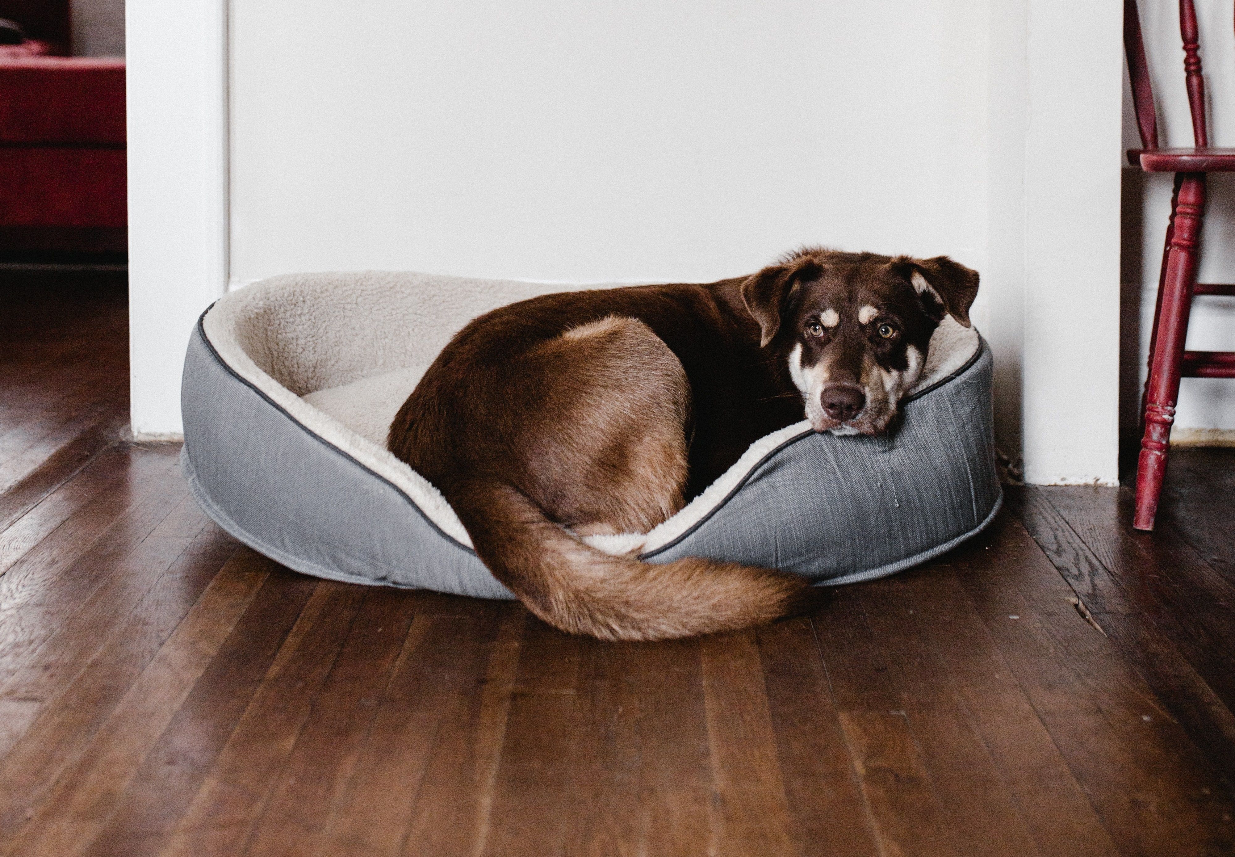 Expertos en mundo animal comparten consejos esenciales para el cuidado de los perros tras el verano