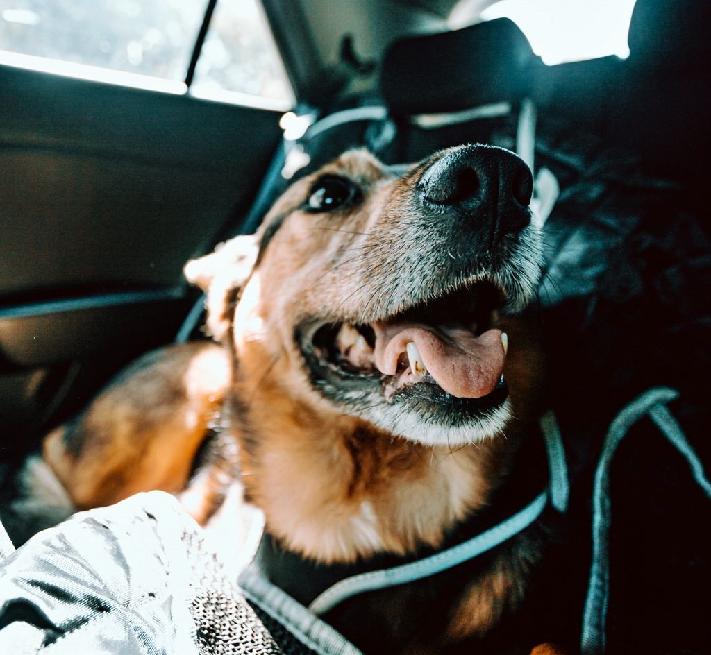 Recomendaciones sobre cuidados y revisiones para perros y gatos al regresar de vacaciones
