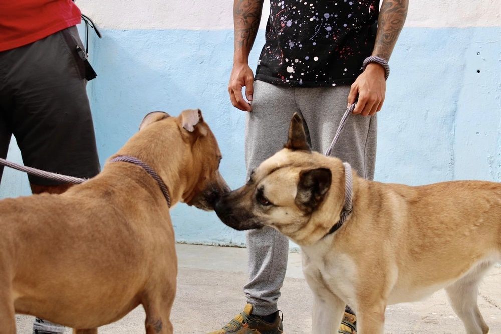 La Protectora de Animales de Ceuta hace un llamamiento a sus socios para actualizar la base de datos