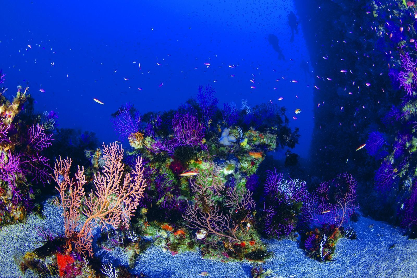 Nuestra ciudad acoge esta semana el II Encuentro de Imagen Submarina