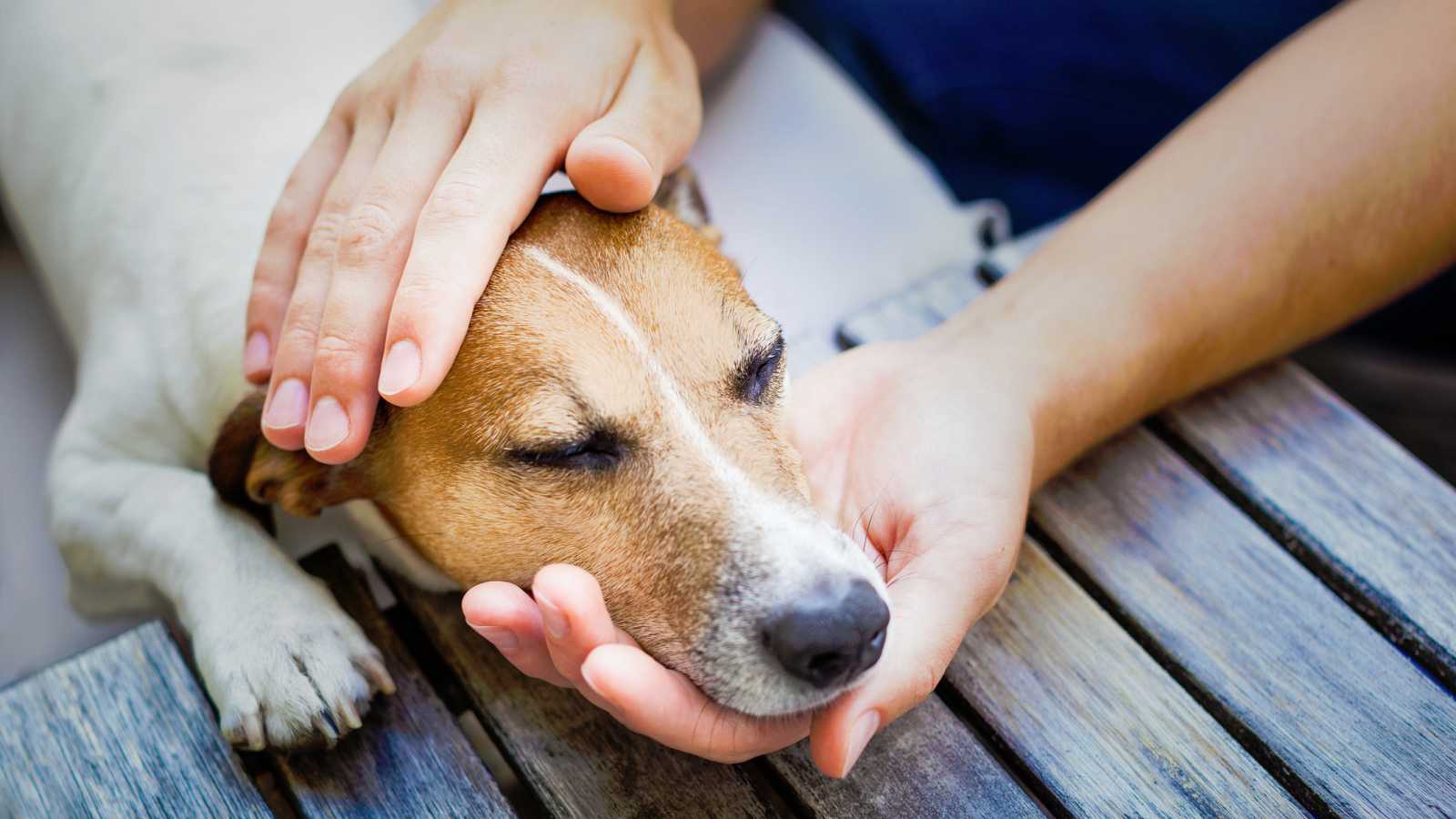 Investigan los efectos de las actividades con perros en el estrés académico de los universitarios