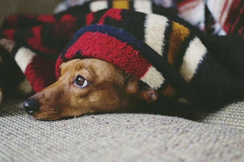 Cinco consejos fáciles para proteger a los animales frente a la pirotecnia 