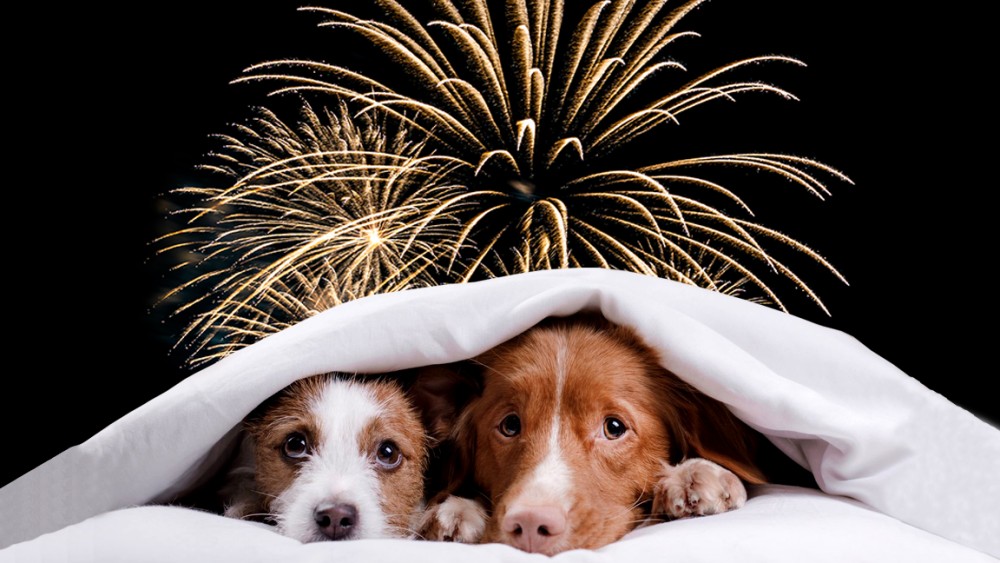 La Protectora de Animales denuncia el sufrimiento que los fuegos artificiales y la pirotecnia provocan en los animales