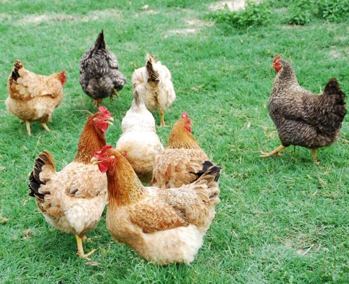 Se levanta en Ceuta el confinamiento de las aves de corral al mejorar la situación de la gripe