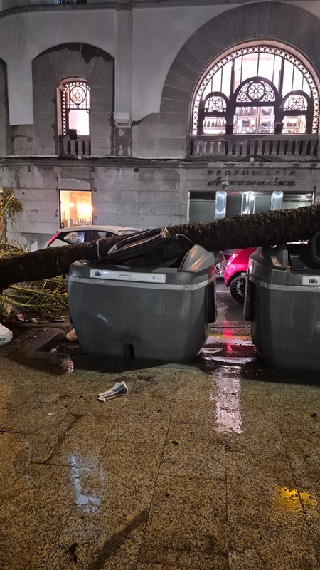 El viento arrasa en la Marina: palmeras en el suelo y contenedores arrastrados por el temporal