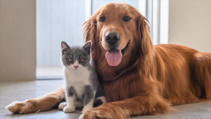 Los animales tienen multitud de beneficios emocionales para el ser humano