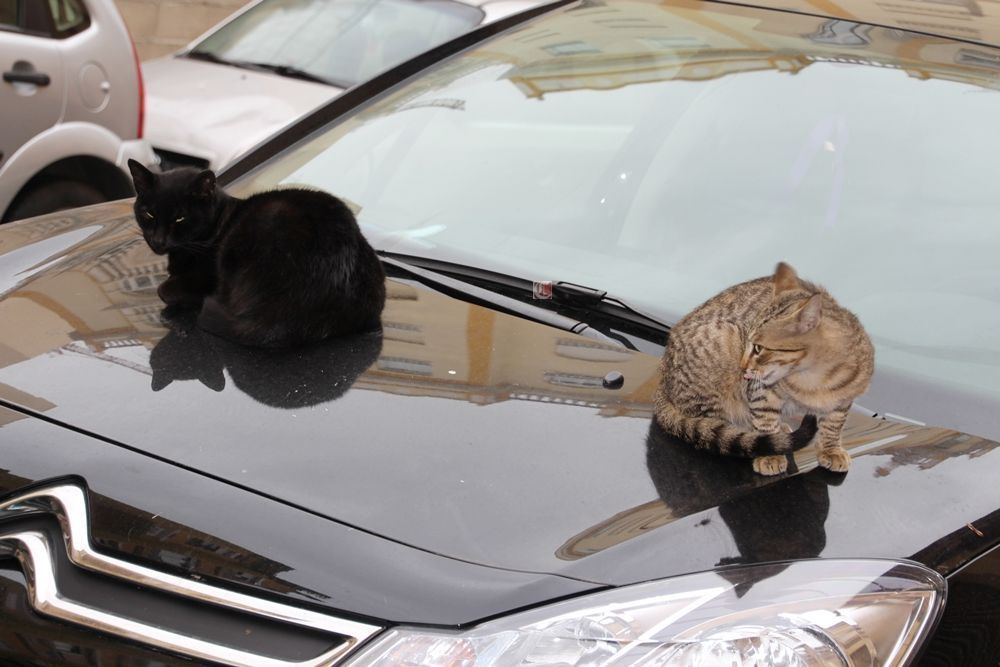 Sanidad dice que no multará a los ciudadanos que den de comer a los gatos callejeros correctamente