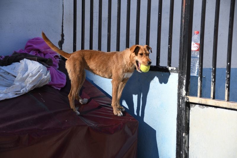 Sanidad defiende los protocolos de adopción animal y respalda la labor de las protectoras